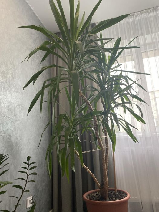 Вазонок. Юкка вазонок, високий, доглянутий