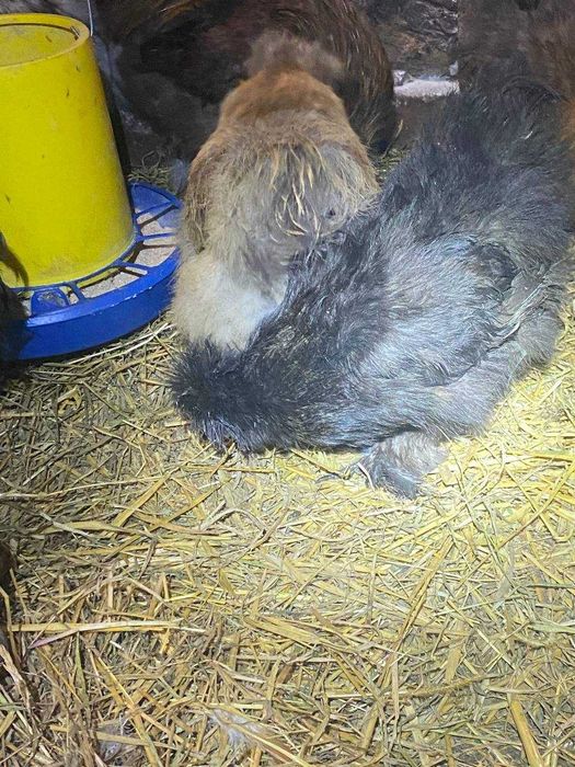 китайська шовкова курочки та півники