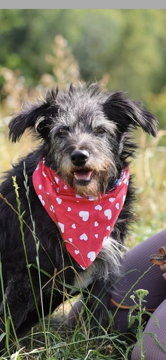 Do adopcji samiec 15kg