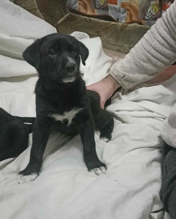 Отдам щенков Запорожье