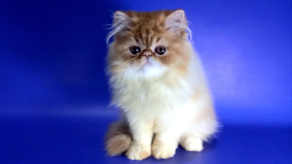 Персидская красавица