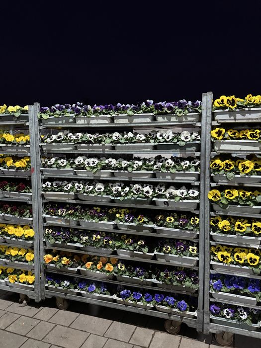 Bratki drobno i grubokwiatowe Stokrotki sprzedaz hurtowa