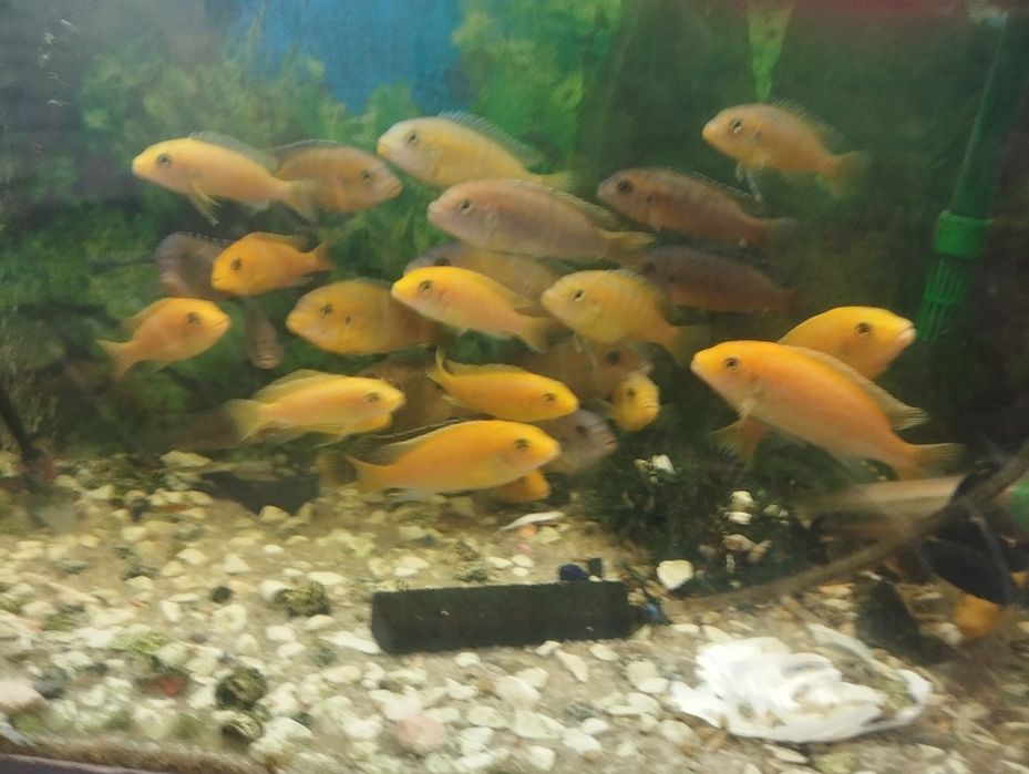 Ciclídeos Africanos