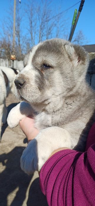 Розплідник Алі Джад пропонує цуценят САВ.Цуценята народилися 19.01.26