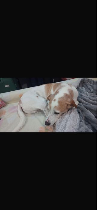 Cão para adoção responsável