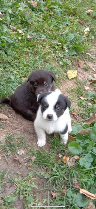 Цуцики німецької Овчарки безкоштовно