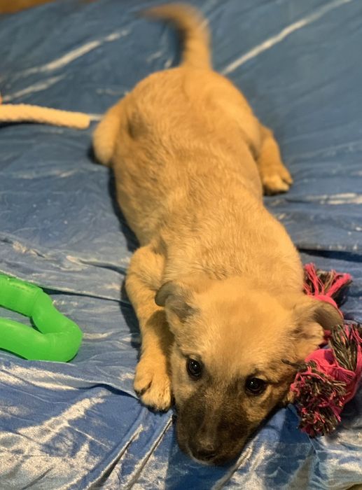 Цуценя дівчинка терміново шукає дім собака пес