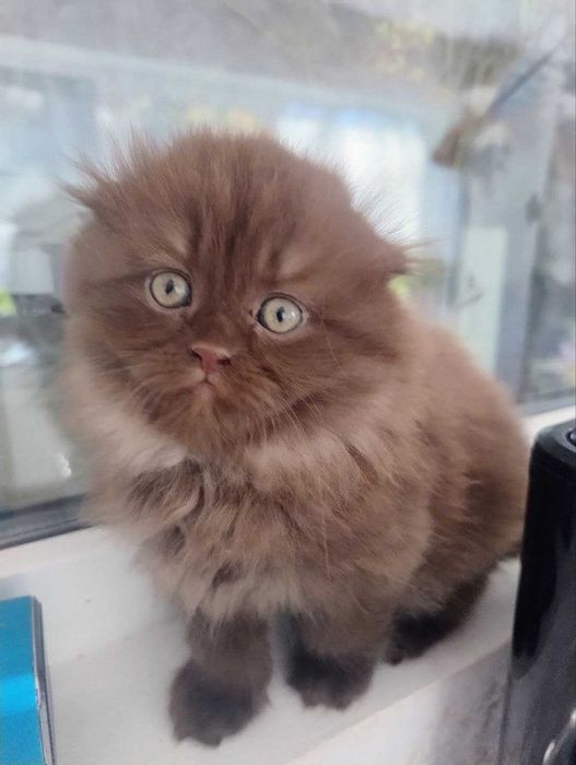 Продаються кошенята!
