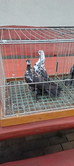 Gołębie wiedyny sprzedam