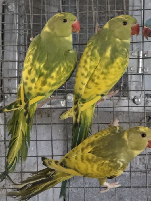 Ring neck Malhado, Casal turquesa,Casal fêmea cremina macho lutino