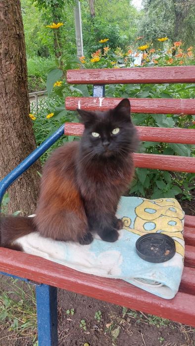 Отдам черную пушистую кошку, 2 года, стерилизована