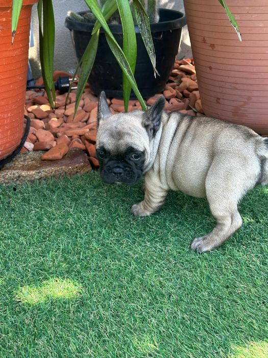 Bulldog frances.