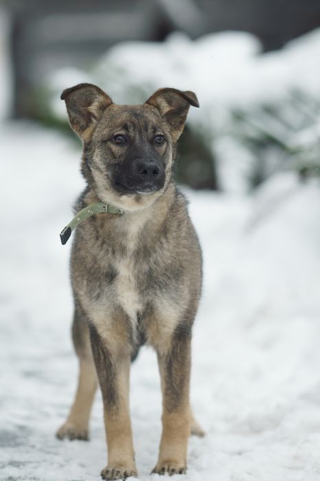 Цуценя в добрі руки. Дівчинка