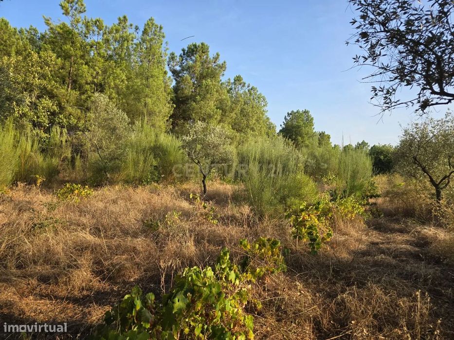 Terreno Rústico em Satão, Soalheira, Fundão, Potencial Único