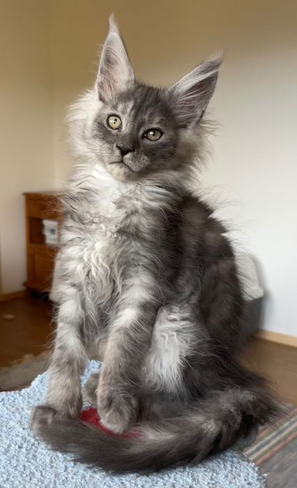 REZERWACJA Magiczny, ekskluzywny kocurek Maine Coon CZARNY DYMNY