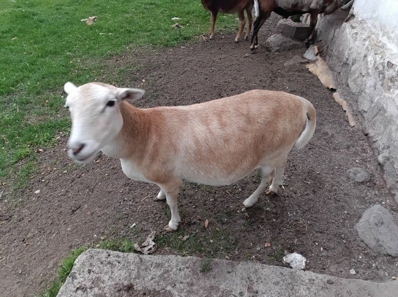 Sprzedam owce i barany
