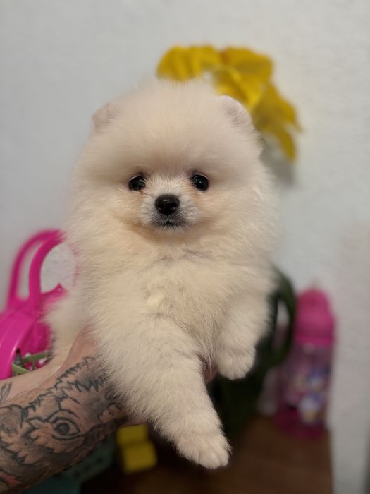 шикарний Ведмедик шоу класу