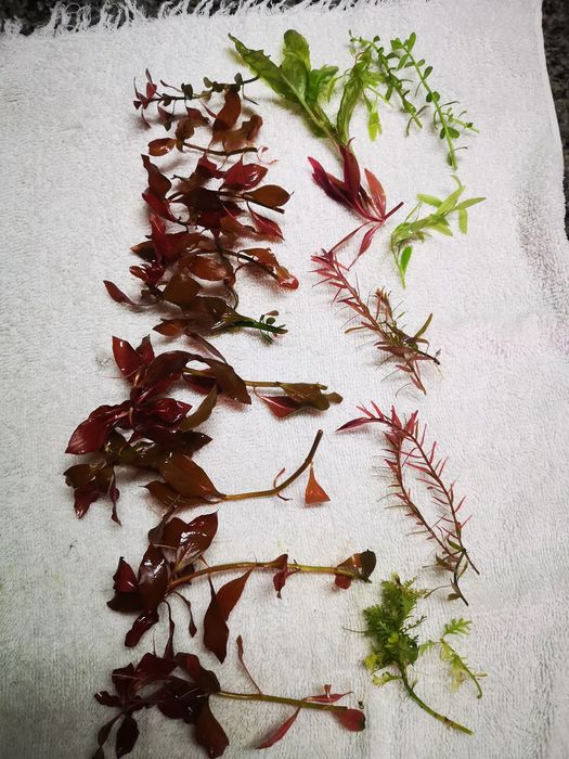 Podas de Plantas Aquário