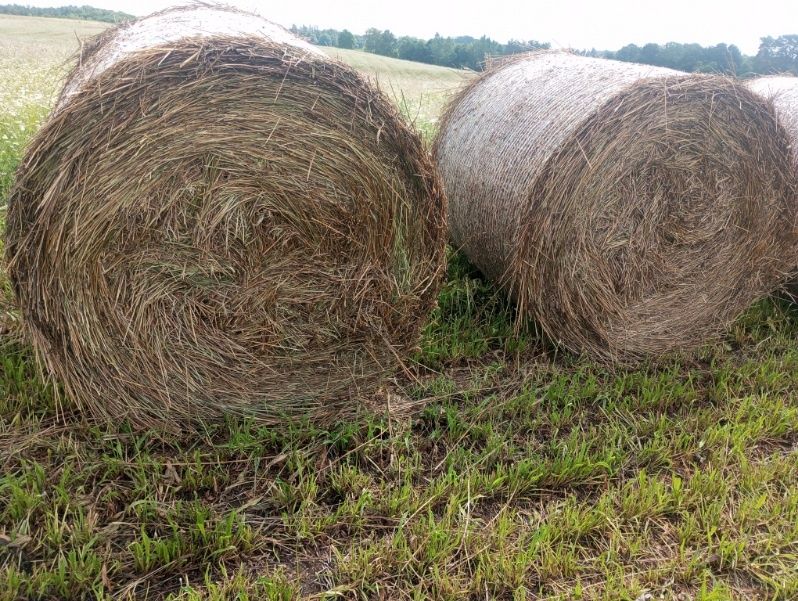 Sprzedam babkę lancetowatą suszona siano dla koni, bydła, kóz