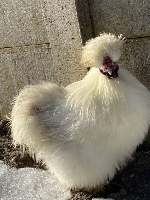 Sprzedam koguta kura jedwabista silka silki czysty biały