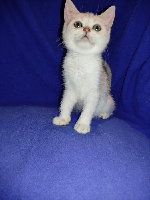 Мега ласкови хлопчики сріблясті шиншили