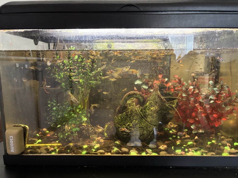 Vendo tudo : aquario +movel + 50 guppies e limpa fundo
