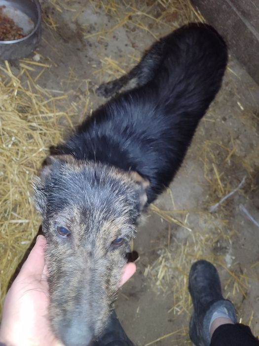 Znaleziony szczeniak do oddania