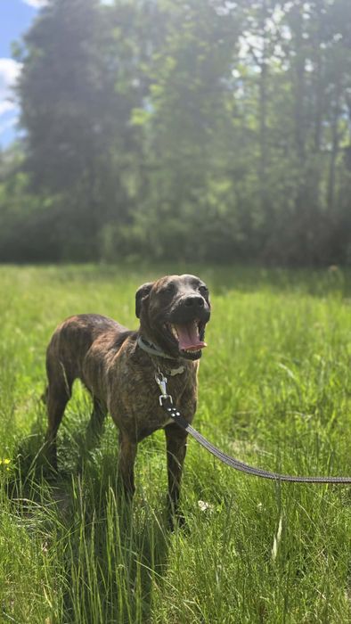 LAJLA sunia do adopcji