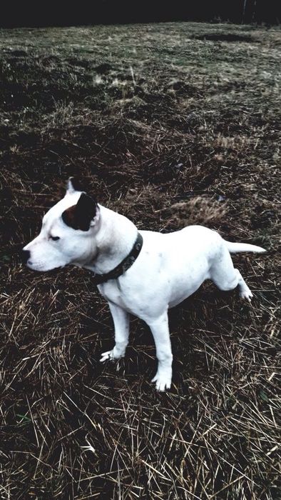 Вязка пітбуля