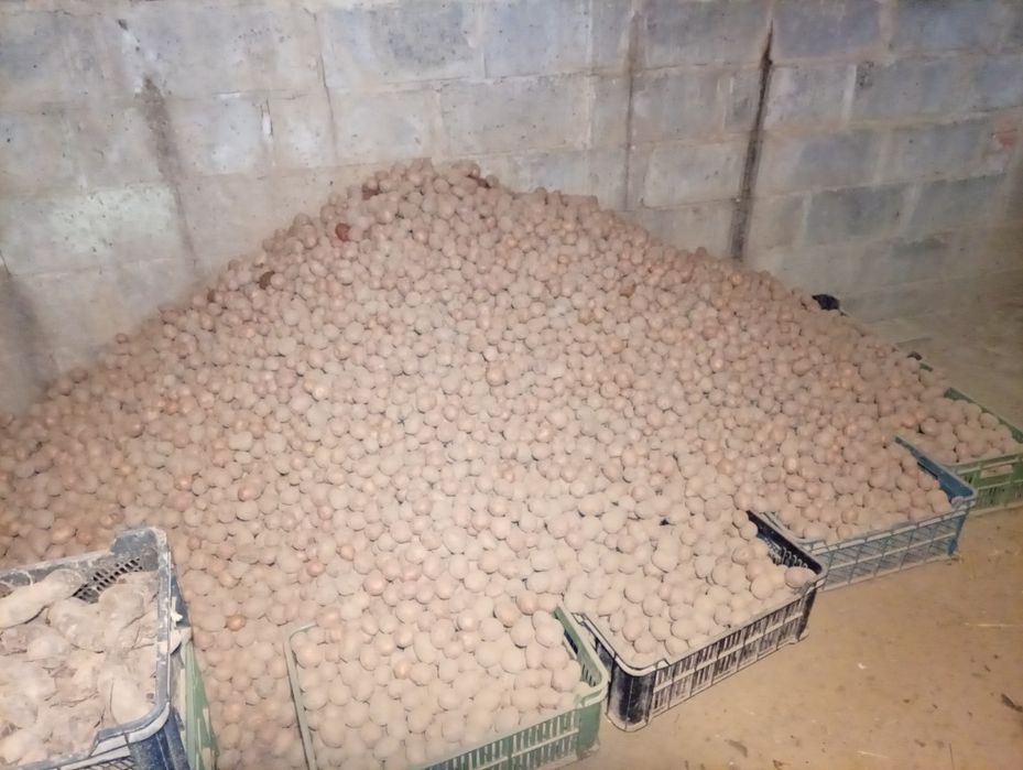 Ziemniaki wielkość sadzeniaka bellarosa