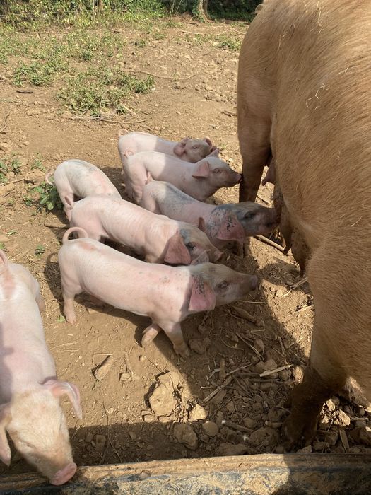 Leitões para finais do mês/agosto