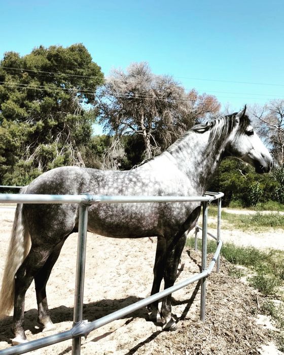 Wałach PRE na Sprzedaż