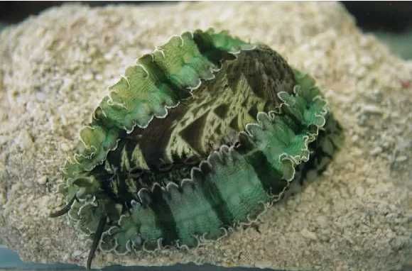 Akwarium morskie - Haliotis asinina