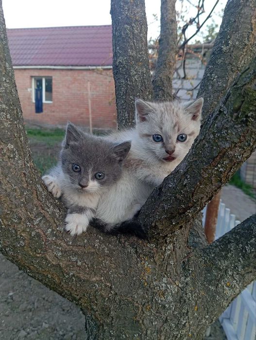 Котики 2 дівчинки 1 хлопчик