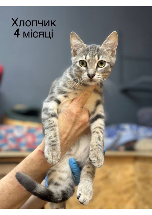 Большой выбор тигровых котят
