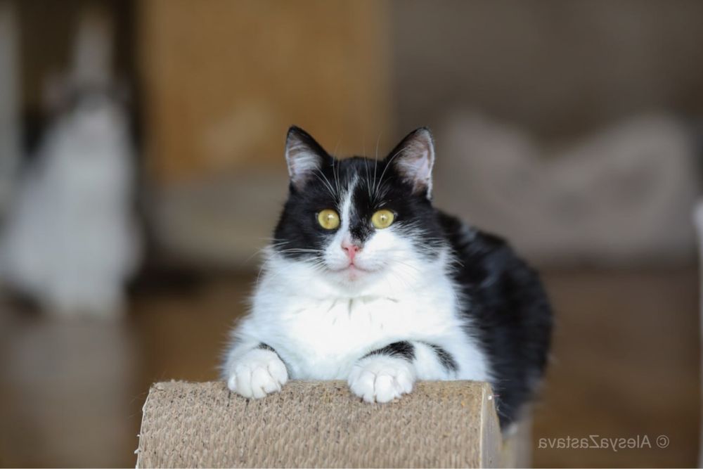 Пельмень, чернулик. Котик в хорошие руки 2 роки