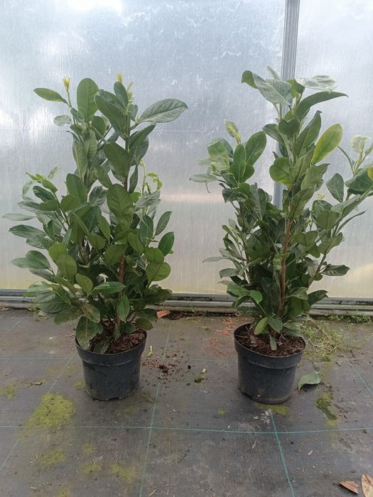 Laurowiśnia Novita 100-120 cm donica 7.5l. 4 lata