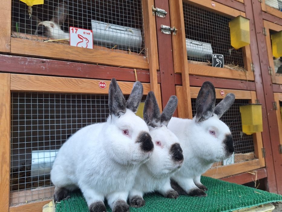 Samce Kalifornijski czarny z rodowodem