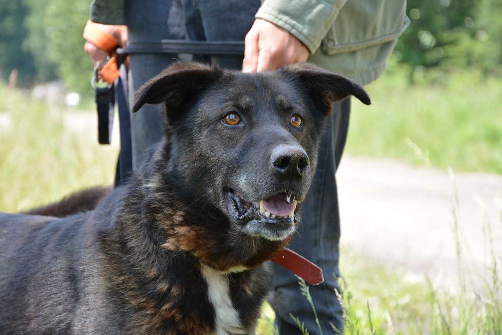 Vuk - Mimo swojej postury jestem z natury spokojnym psem