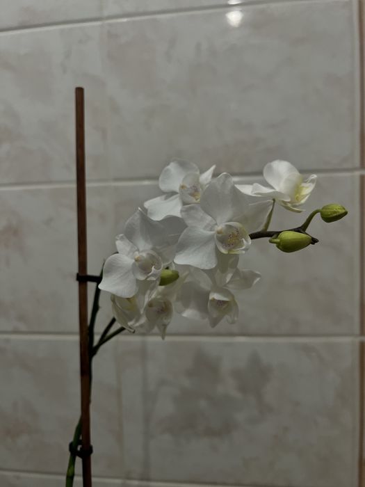 Орхідея фаленопсіс біла