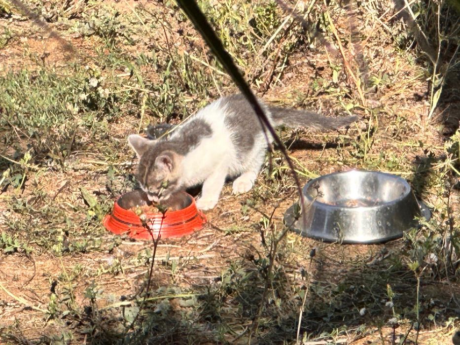 Gatinho com quase 2 meses para adoção