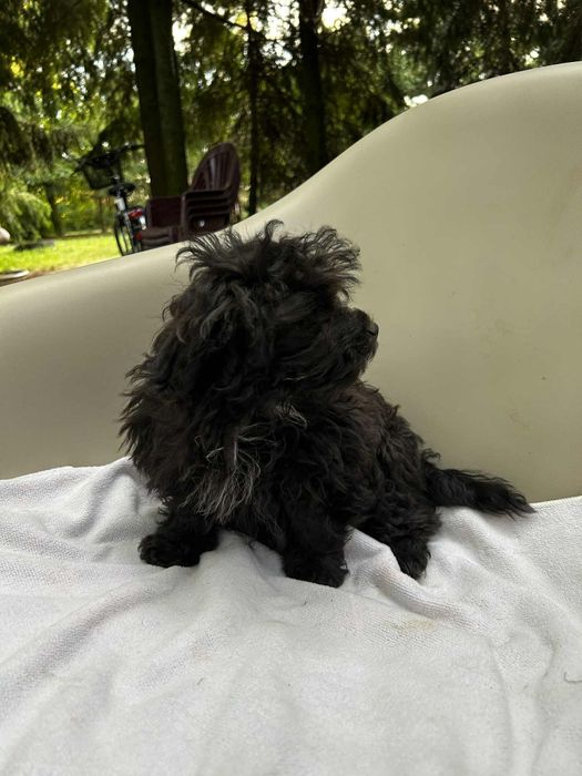 Husar piesek rasy Rosyjska Bolonka Kolorowa