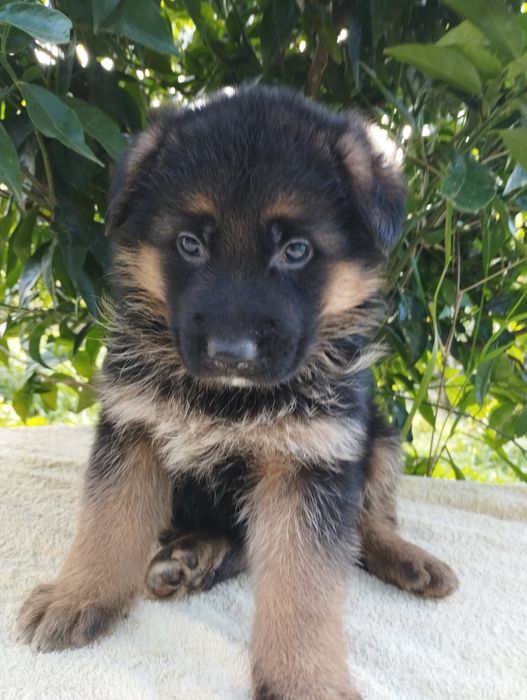 Pastor Alemão com lop
