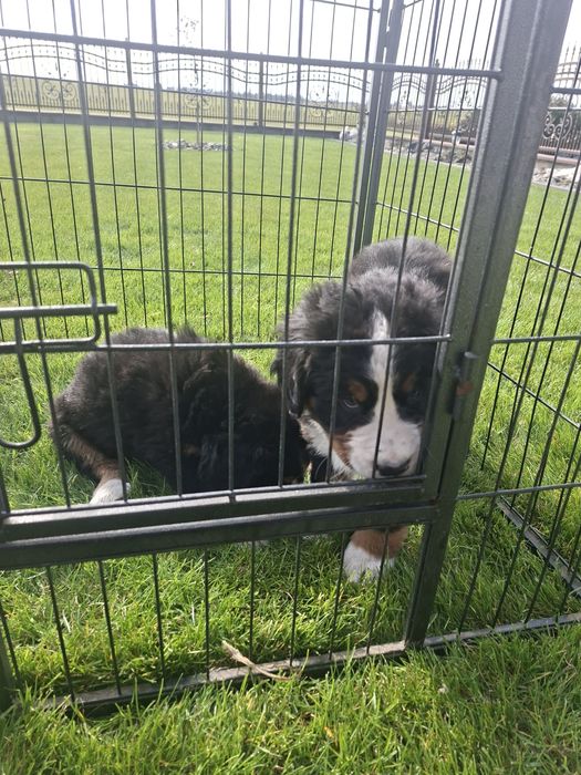 Berneński Pies Pasterski suczka