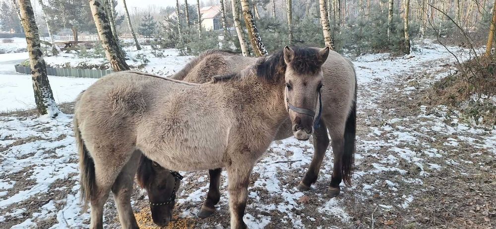 Źrebaki koniki polski