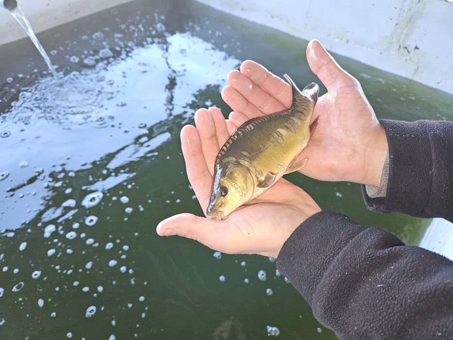 Karp Narybek Kroczek Karpia