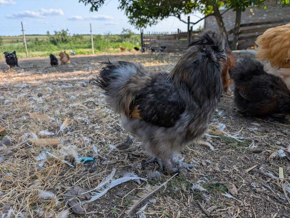 Кури Китайська Шовкова