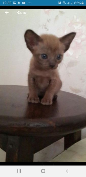 Бурманские котята (бурма)