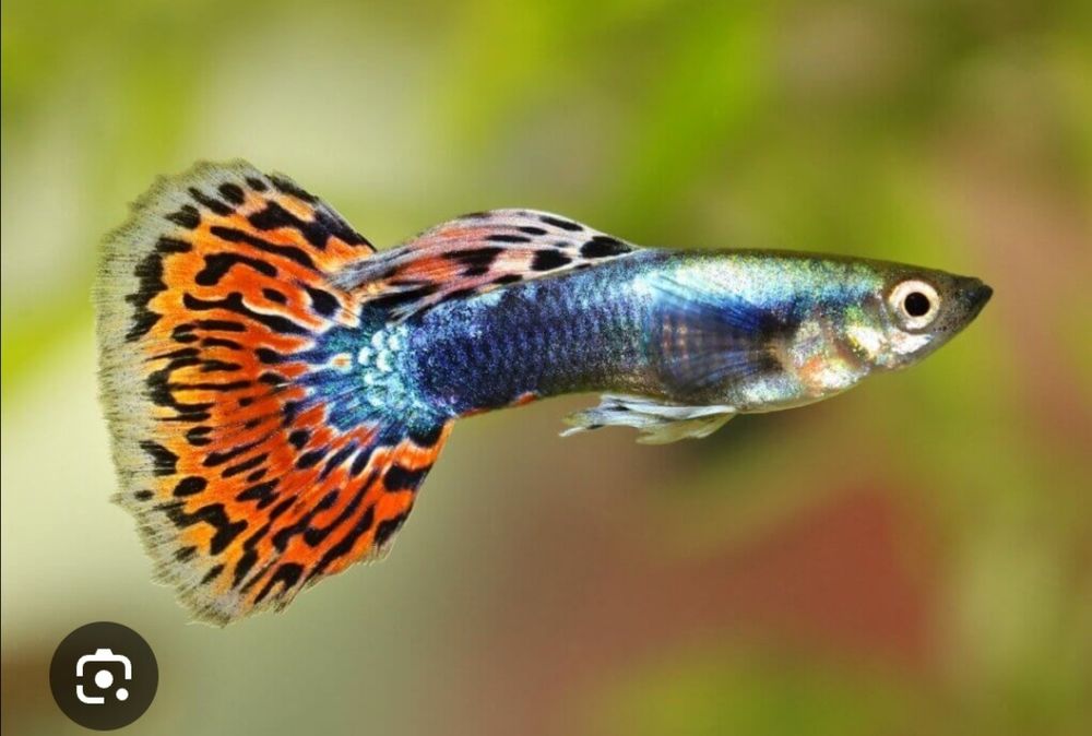 Guppys tigre e diversos