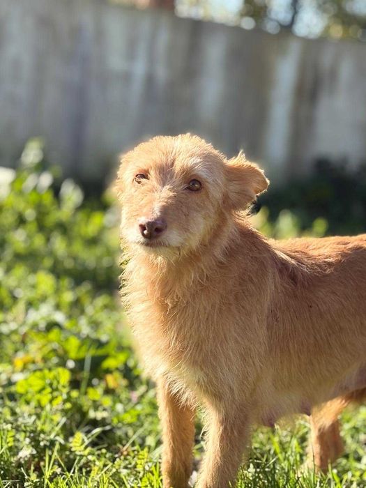 Cadela para adoçao (Oriana)